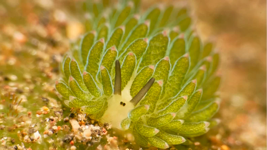 La fotosíntesis no sólo la hacen las plantas: también un adorable bichito marino
