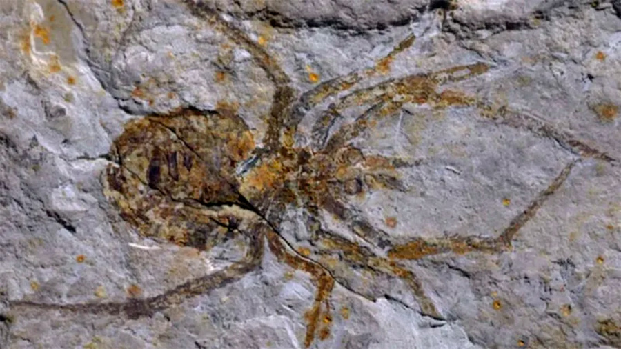 Fósil de una araña desconocida resultó ser un cangrejo al que alguien pintó patas en elaborada estafa