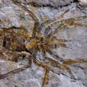 Fósil de una araña desconocida resultó ser un cangrejo al que alguien pintó patas en elaborada estafa