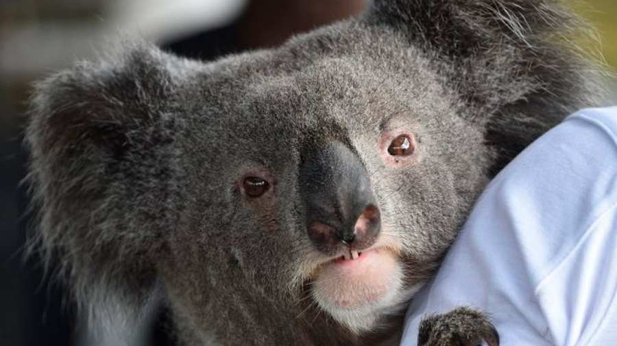 Al menos la mitad de la población de koalas en Australia murió tras que los incendios arrasaran la isla Canguro