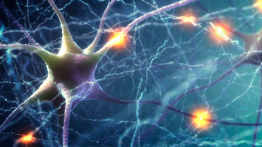 Un video nos muestra cómo mueren las neuronas