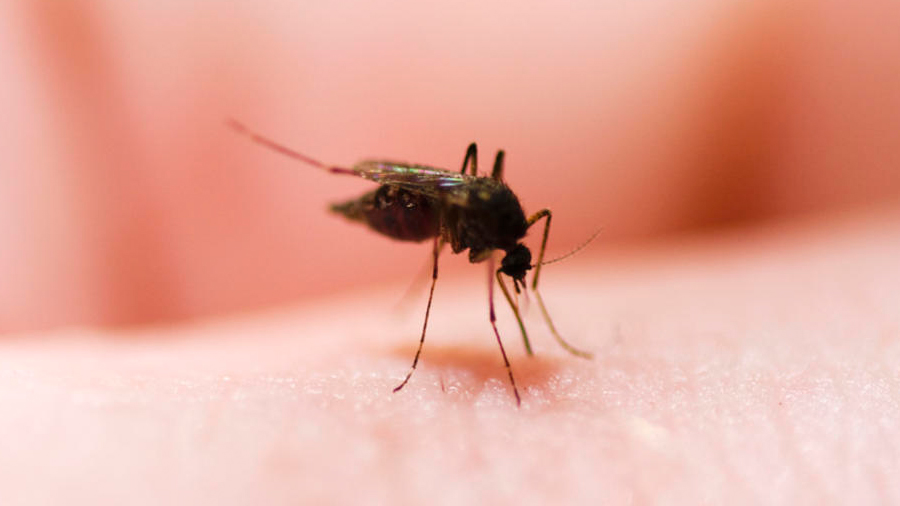 Centro alemán descubre cientos de nuevos virus transmitidos por insectos
