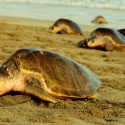 México Marea roja deja casi 300 tortugas muertas en playas de Oaxaca