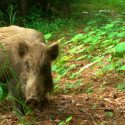 Casi una década después del desastre nuclear, la vida silvestre prospera en Fukushima