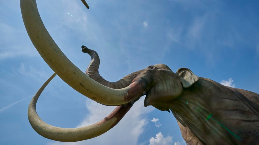 Hallan pruebas prueba de que existieron mamuts en una región de España