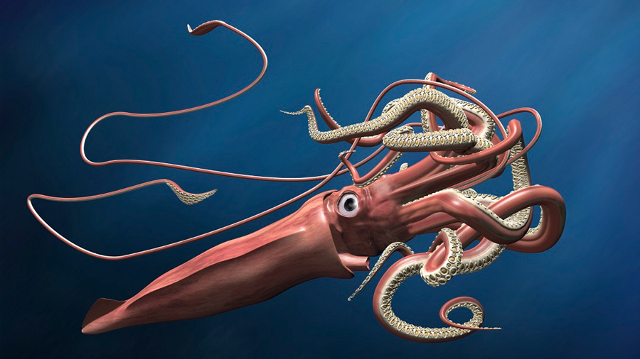 El genoma del calamar gigante es casi tan grande como el humano