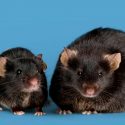Encuentran receptor capaz de prevenir y revertir la obesidad