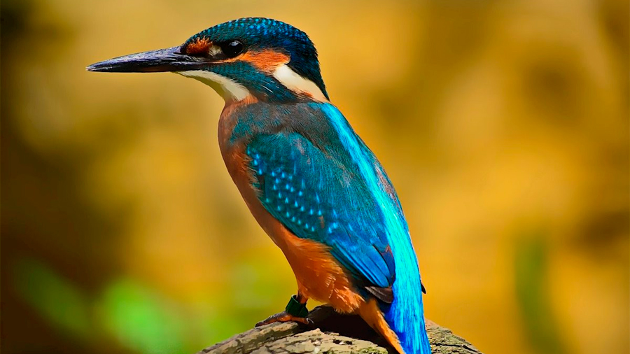 La forma del cuerpo de las aves predice su papel en el ecosistema