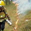Proponen quemas controladas para evitar incendios forestales como los de Australia