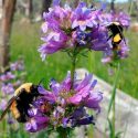 Identificadas las flores favoritas de los abejorros, para su preservación