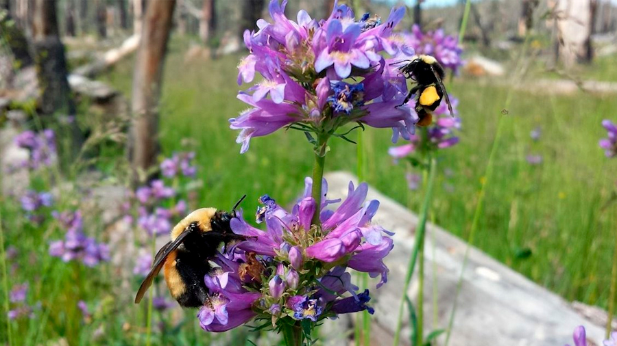 Identificadas las flores favoritas de los abejorros, para su preservación