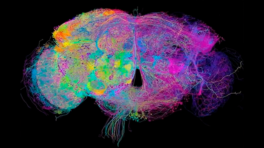 Google entrega la imagen 3D más detallada, hasta ahora, del cerebro de una mosca de fruta