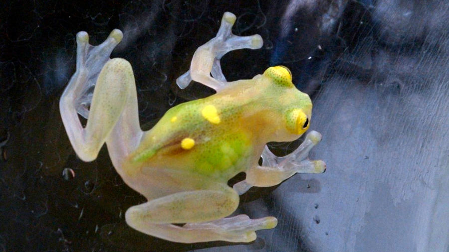 Localizan tres ejemplares de la “rana de cristal” en Bolivia, 18 años después de la última observación