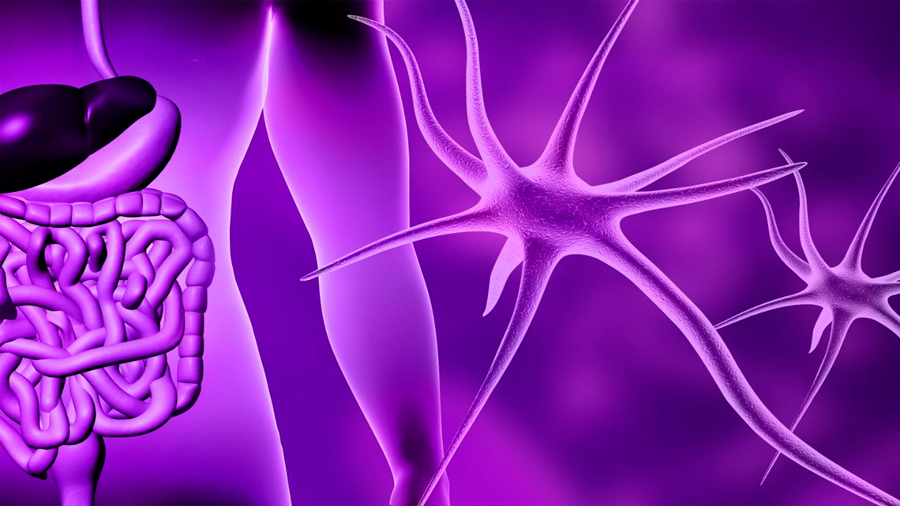 Neuronas en el intestino, cinco veces más que las contenidas en la médula espinal