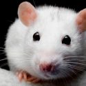 Científicos descubren rata que vivió sin cerebro (y pudo llevar una vida normal)