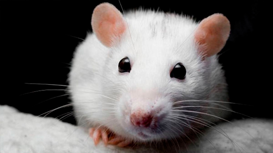 Científicos descubren rata que vivió sin cerebro (y pudo llevar una vida normal)