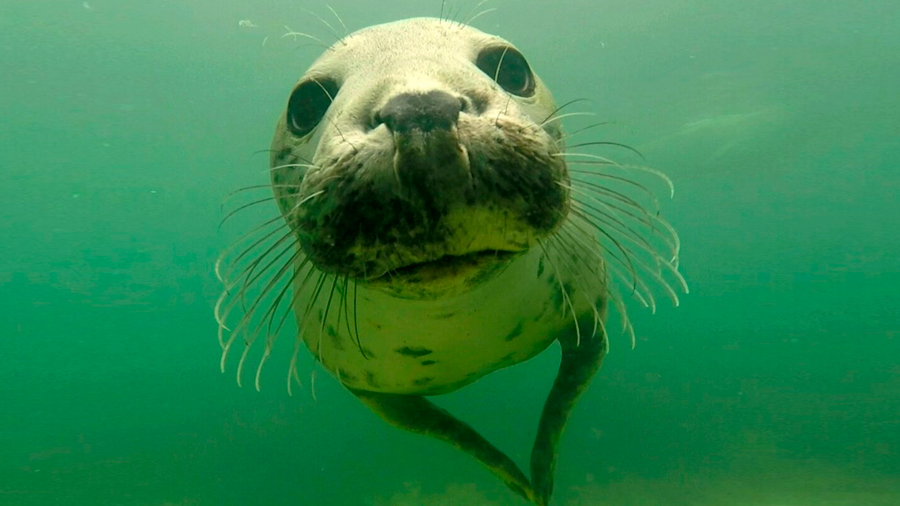Las focas también 'aplauden' bajo el agua para comunicarse