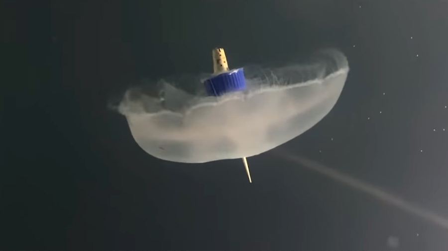 Científicos tras de medusas biónicas para explorar las regiones más desconocidas de los océanos