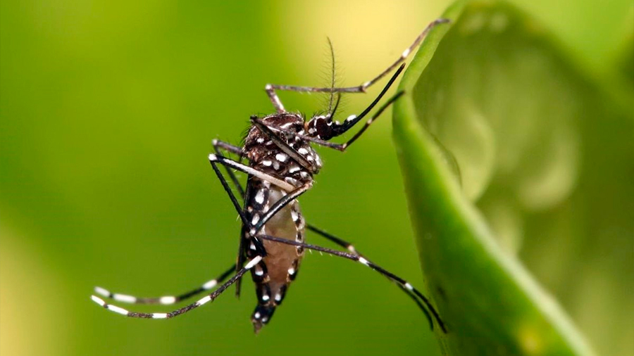 Una vacuna desarrollada por el ejército de EU induce potentes anticuerpos contra el Zika