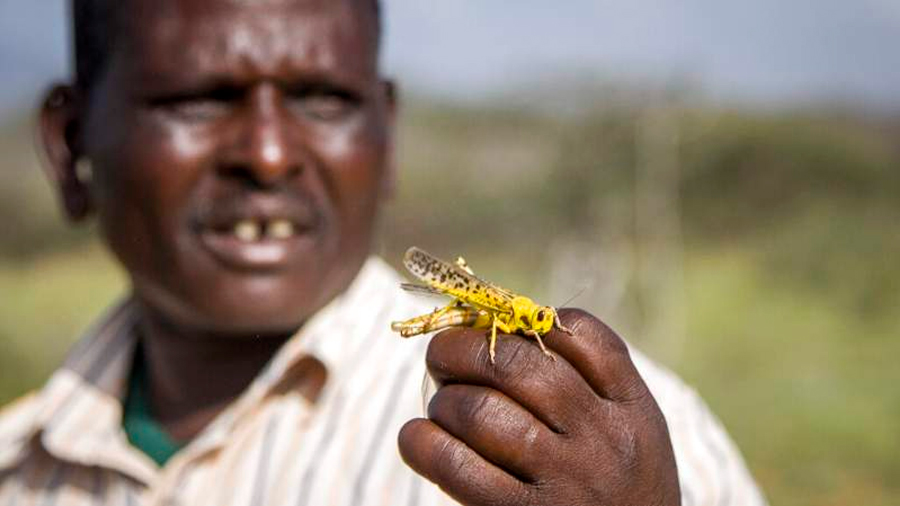 Plaga de langostas alerta a países de África: hasta 150 millones de ellas por kilómetro cuadrado