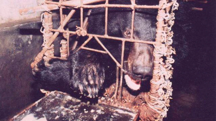 Granjas de bilis de oso: el maltrato animal de la medicina alternativa