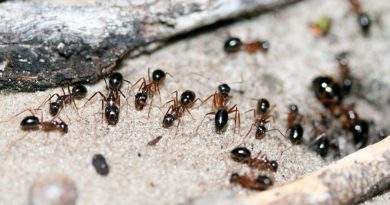 Australia: hormigas extraen orina de canguro de la tierra para obtener nitrógeno