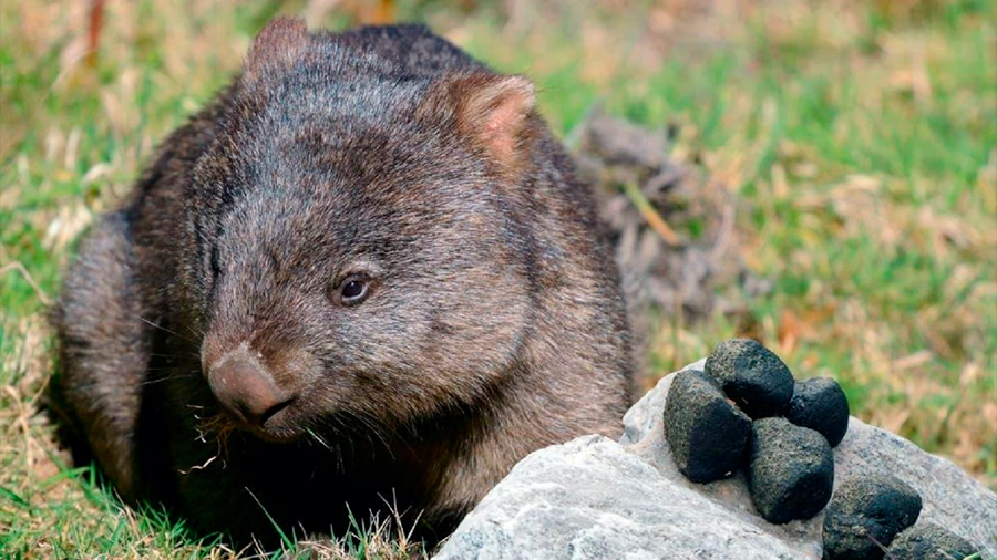 Wombat: de ser conocido por sus heces cúbicas a salvar a otras especies de la sequía