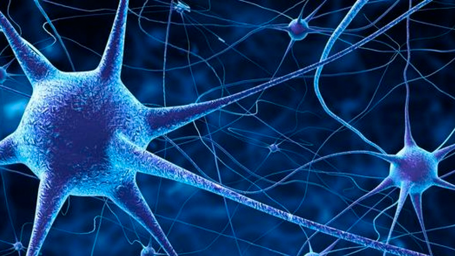 Identifican un circuito cerebral que podría señalar el riesgo a desarrollar Alzheimer