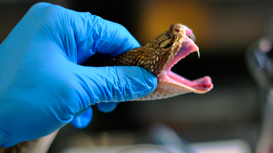 Avance científico: descubren la receta del veneno de serpiente