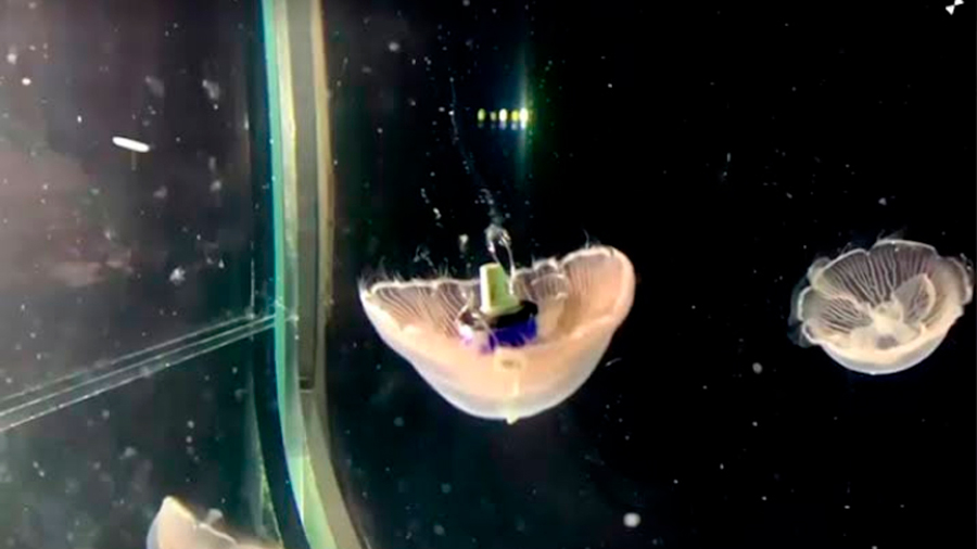 Crean la primer medusa biónica para monitorear todos los océanos