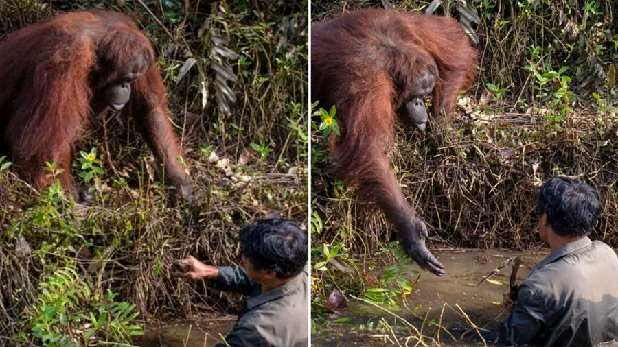 Orangután quiso ayudar a hombre que estaba en lago lleno de serpientes