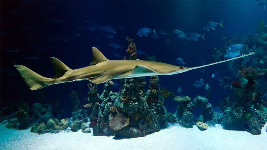 La apuesta de un científico mexicano por salvar al ‘tiburón sierra’