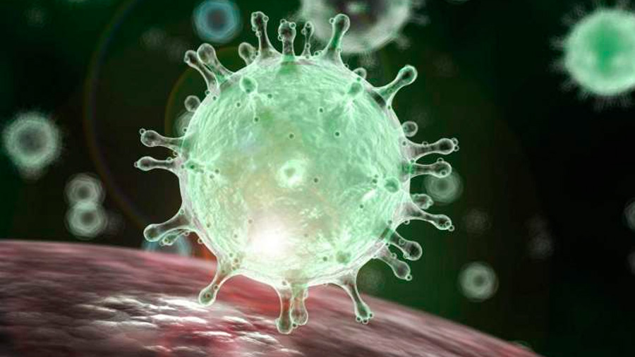 Reproducen la ‘llave’ que desencadena la lucha contra el coronavirus