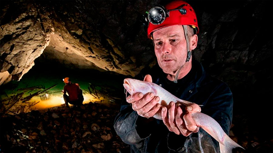 Descubren el pez de cueva ciego más grande del mundo