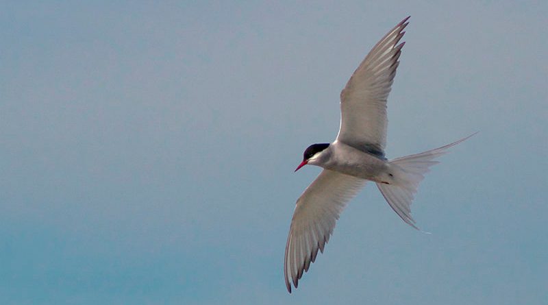 Esta es la migración de un ave más larga jamás registrada: 90 mil kilómetros