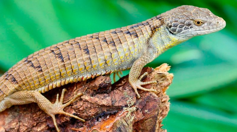 Descubren nueva especie en una región de México: el Dragoncito de Sierra Morena