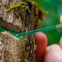 Obtener metales de las plantas, un desarrollo que podría cambiar la minería