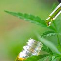 Analizan científicos mexicanos el uso de un componente de la mariguana para tratar epilepsia