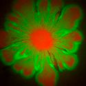 Científicos hacen del E. coli una hermosa obra de arte bacterial