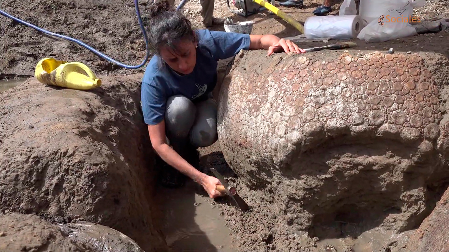 Un arriero descubre los fósiles de cuatro gigantescos armadillos del Pleistoceno en Argentina