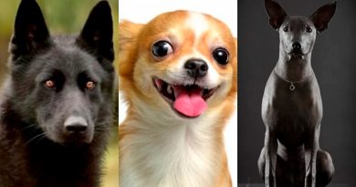 Tres razas de perros “hechas en México”