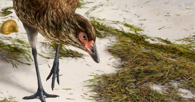 El fósil de un 'pollo maravilla' de la era de los dinosaurios arroja luz sobre los orígenes de las aves modernas