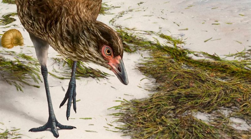 El fósil de un 'pollo maravilla' de la era de los dinosaurios arroja luz sobre los orígenes de las aves modernas