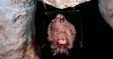 Los murciélagos evitan el contacto con otros ante las enfermedades