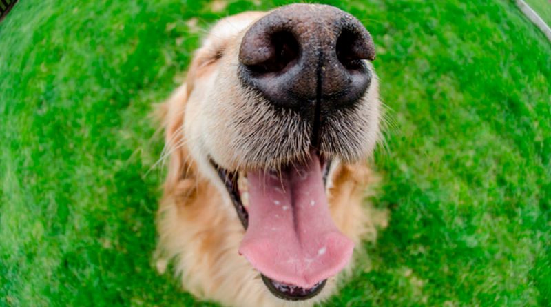 Descubren una capacidad en los perros que podría detectar fiebre en personas
