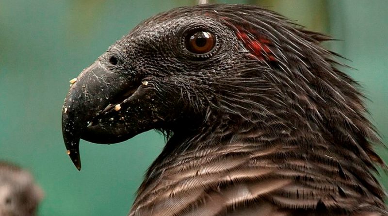 Los "loros de Drácula" podrían ser las aves más góticas de la Tierra