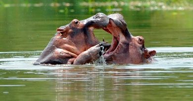 Los hipopótamos de Pablo Escobar dan pistas de especies extintas