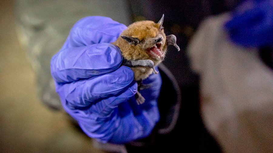 Los murciélagos son almacenes de virus que pueden saltar a los humanos