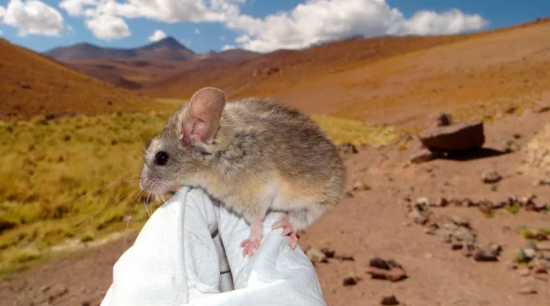 Encuentran al primer mamífero capaz de habitar a más de 6,700 metros de altura, y es toda una sorpresa