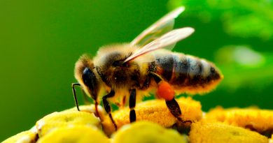 En los últimos años los científicos han aprendido muchas cosas sobre la capacidad cognitiva de las abejas. Esto ha supuesto una pequeña cura de humildad para el Homo sapiens y su cerebro con más de 86.000 millones de neuronas, puesto que las abejas (dotadas de uno diminuto y con menos de un millón de neuronas) son capaces de completar tareas mentales complejas —como operaciones aritméticas simples o comunicar información espacio-temporal precisa. Y en estas tareas son capaces de rivalizar con animales que tendemos a clasificar como superiores: aves, primates e incluso seres humanos en sus primeras etapas de desarrollo. Uno de los últimos descubrimiento es que las distintas especies de abejas han desarrollado diferentes dialectos o versiones de su danza de comunicación adaptadas a sus circunstancias y entorno. Otro (más sorprendente si cabe), es que son capaces de realizar estimaciones numéricas. Es decir, que pueden aprender a comparar pequeños conjuntos (de hasta 6 unidades en el experimento que lo ha demostrado) de objetos diferentes y valorar cual contiene más “unidades”. Una habilidad denominada “cognición numérica”. Pasatiempo 1: Rellena cada una de las seis celdas blancas que rodean a las grises con los números del 1 al 6, de modo que: cada celda es ocupada por un número distinto. el mismo número no figura en celdas adyacentes. Un sofistificado nivel cognitivo Hasta ahora, lo que se ponía en valor de las abejas era su elaborada estructura social y su desarrollado sentido de la democracia; su capacidad ingenieril, que en el reino animal solo logran igualar otros insectos sociales como las termitas (sin menospreciar a los castores); y su sofisticado sistema de comunicación, capaz de transmitir de forma precisa información espacio-temporal respecto a una fuente de alimento. Son capaces de codificar la distancia a la que se encuentra el alimento —y dirección de la misma en relación con la posición del sol en el cielo—, lo que de forma implícita transmite también el momento del día en el que es más accesible. Sin embargo, en los últimos años los investigadores han descubierto una insospechada capacidad de las abejas para resolver problemas matemáticos numéricos. Esto requiere un sofisticado nivel cognitivo, pues implica capacidad para procesar reglas matemáticas registradas en la memoria a largo plazo y, simultáneamente, manejar información almacenada en la memoria a corto plazo. Ese es precisamente el tipo de problemas que emplea la ciencia del conocimiento comparativo para testar la capacidad de aprendizaje y procesamiento de los animales —el equivalente a un test de inteligencia, al no ser tareas o retos a los que se enfrentan en su entorno. Así, recientemente y en sucesivas investigaciones, se ha constatado que las abejas pueden aprender a sumar y restar. También que pueden aprender a obtener una recompensa y a informar entonces a sus congéneres de cómo hacerlo. E incluso que pueden comprender el concepto de cero, una noción que a muchos niños pequeños les cuesta aprender. Pasatiempo 2: Una ejemplo más complicado del mismo sudoku especial que planteamos en el anterior pasatiempo. Un cerebro para inspirar inteligencia artificial Si sorprendente es la capacidad cognitiva demostrada por las abejas, tanto o más lo es la aplicación que los investigadores pretenden darle. Al parecer, aunque la abejas solo disponen de un cerebro de menos de un millón de neuronas, éste optimiza su potencial al maximizar el número de conexiones entre neuronas. Así pues, el objetivo es estudiar el funcionamiento de las redes neuronales de los insectos para diseñar computadoras y sistemas de inteligencia artificial de mayor eficiencia. ¿Cómo? En lugar de intentar aumentar la capacidad de cálculo para afrontar problemas complejos de un modo convencional, inspirarse en la naturaleza para buscar otras vías alternativas que empleen solo una fracción de esa capacidad de procesamiento. Un ejemplo concreto de esto se encuentra en la investigación de partida de este texto. Hasta ahora se asumía que para afrontar estimaciones numéricas era necesario un circuito neuronal circular que implicase a cuatro neuronas, cada una de ellas asociada a una de estas operaciones o reglas matemáticas: “igual a“, “mayor que”, “menor que” y “cero” o “nada”. Sin embargo, el trabajo con las abejas ha llevado a identificar un modelo mucho más simple, basado en una única neurona y en un circuito de conexiones ramificado o en red. Fuente: bbvaopendmind.com